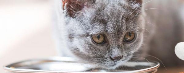 梦见猫的七大预兆 梦见猫的七大预兆是什么意思