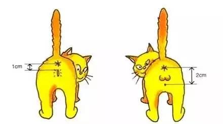 图片来告诉你怎么区分公猫和母猫