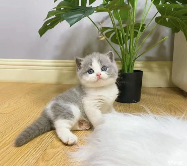 湛江宠物猫·湛江本地出售680元英国短毛猫、蓝猫、矮脚猫，苏格兰折耳猫