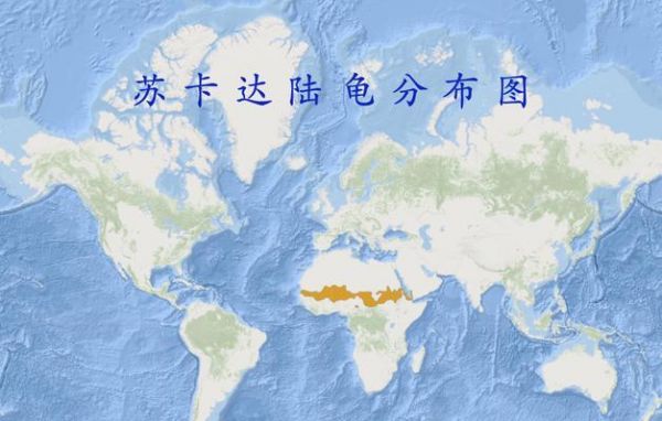 如何正确饲养苏卡达象龟？（宠物爱好者必看，学会这些养成健康龟儿！）