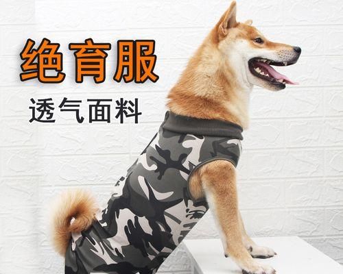 如何正确区分公狗和母狗（宠物爱好者必知的识别技巧）