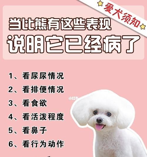 关于比熊尿很黄的原因及解决办法（宠物爱好者必读）
