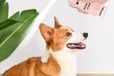 长沙小海犬用诱导剂贴牌定制源头厂家