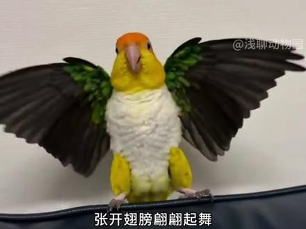 第95集 | 金凯克鹦鹉 万元兽?金凯克鹦鹉!#凯克鹦鹉 #动物解说 #鹦鹉 #神奇动物在抖音 #萌化了