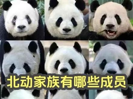 北动家族的11名成员,应该怎么区分,你还知道哪些 #大熊猫丫丫 #大熊猫萌二 #大熊猫胖大海 #萌兰 #大熊猫萌萌