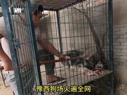黑豹成长史(32)——网红续集 #豫西小丁 #罗威纳黑豹