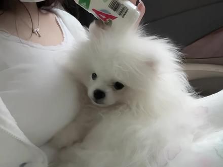小狗 #博美