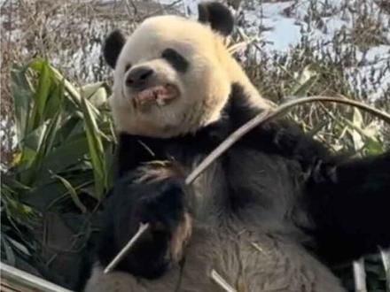 北动9只熊猫如何区分,原来除了BGM,还有别的方法辨别国宝 #大熊猫萌兰 #大熊猫萌二 #大熊猫萌萌 #大熊猫胖大海 #大熊猫白天