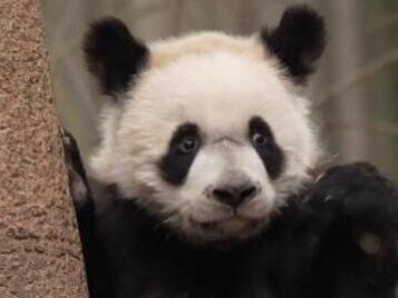 盘点2023界备受瞩目的熊猫幼崽,茫茫熊海中,也能一眼认出来 #大熊猫莽小五 #大熊猫雅致 #大熊猫三狗四狗