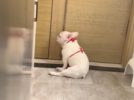 看一次监控想哭一次! #萌宠 #法斗 #治愈 #狗狗 #可爱