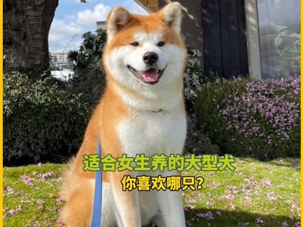 宠物解说:适合女生养的大型犬,你喜欢哪只? #宠物 #萌宠 #家有萌宠
