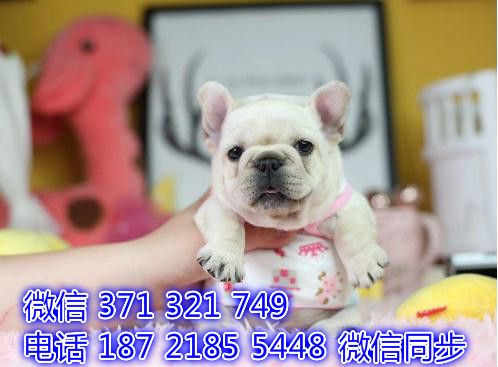 斗牛宠物买卖 宠物市场 宠物狗狗图片宠物网炙