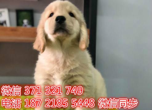 金毛宠物买卖 宠物市场 宠物狗狗图片宠物网衅