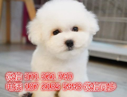 比熊宠物买卖 宠物市场 宠物狗狗图片宠物网挝