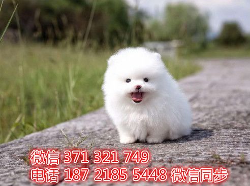 茶杯博美宠物买卖 宠物市场 宠物狗狗图片宠物