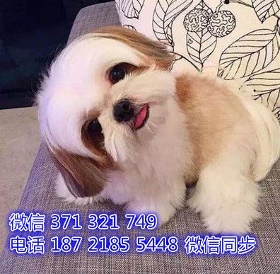 西施犬宠物买卖 宠物市场 宠物狗狗图片宠物网