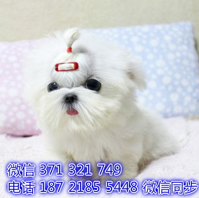 马尔济斯网上宠物买卖 宠物市场 宠物狗狗图片