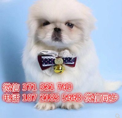京巴犬宠物买卖 宠物市场 宠物狗狗图片宠物网