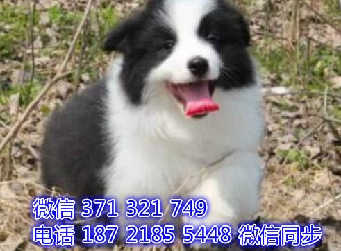 边境宠物买卖 宠物市场 宠物狗狗图片宠物网 