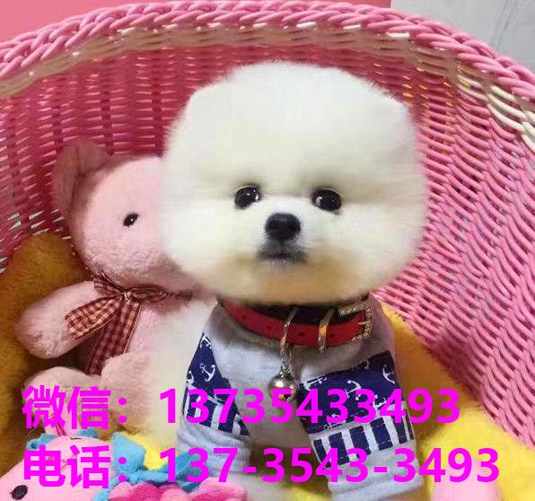 郑州犬舍 宠物狗市场在哪卖狗地方买狗俊介袖