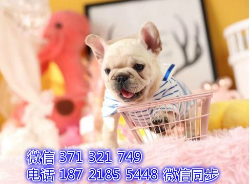 柯基宠物买卖 宠物市场 宠物狗狗图片宠物网 