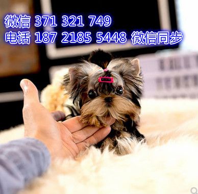 约克夏犬宠物买卖 宠物市场 宠物狗狗图片宠物