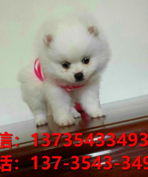 郑州狗场在哪卖狗 纯种博美犬出售 哪里有健康