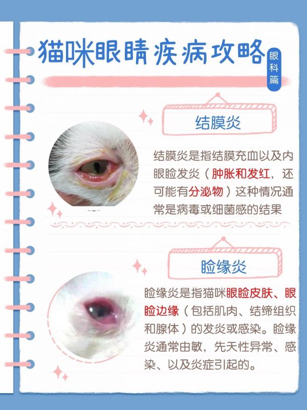 猫咪眼睛问题攻略。猫咪流眼泪分泌物多大小眼等8️⃣大常见眼睛问题攻略#新手养猫 #猫流眼泪 #猫泪痕#猫