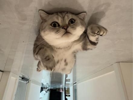 哈哈哈哈哈哈哈哈呆傻的孩子最可爱 #猫咪的迷惑行为 #铲屎官的乐趣 #翻肚猫 #摆烂猫
