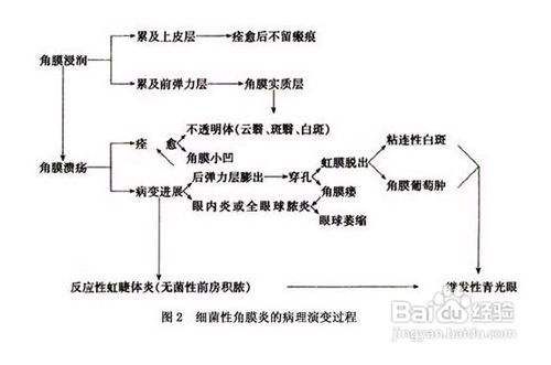 狗狗眼睛角膜炎怎么办