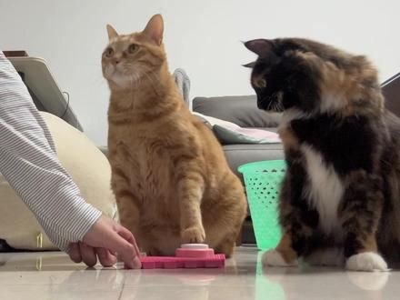 按下按键，开启智慧大门。#猫咪语音按钮 #会说话的猫咪 肢体语言也是语言#如何判断猫咪聪不聪明 #记录猫咪日常
