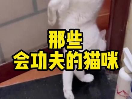 那些会功夫的猫咪，来看看哪个更牛#萌宠 #猫咪的迷惑行为 #宠物