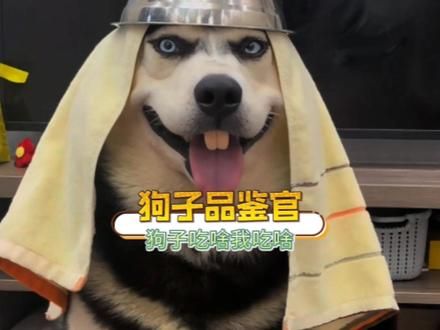 现在开始狗吃啥我吃啥! #狗子 #万万没想到 #搞笑