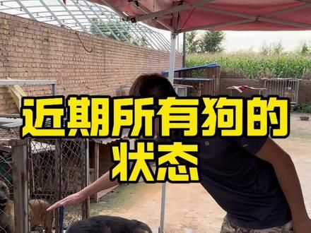#人与动物和谐共处 #萌宠出道计划 #潘宏爱玩狗 #动物的迷惑行为 #狗狗
