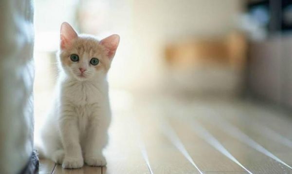 6个沟通技巧让你学会撩猫, 公猫试后沉默, 母猫试后喵喵叫!