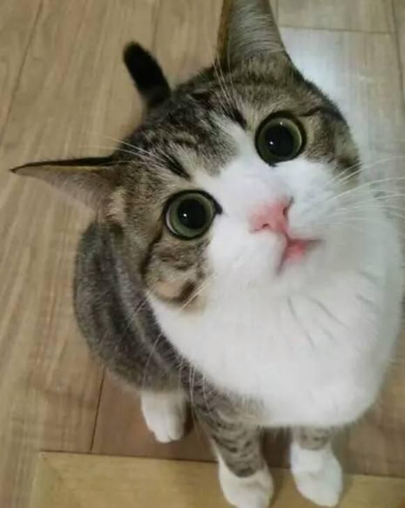 6个沟通技巧让你学会撩猫, 公猫试后沉默, 母猫试后喵喵叫!