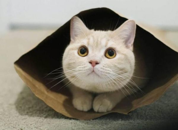 6个沟通技巧让你学会撩猫, 公猫试后沉默, 母猫试后喵喵叫!