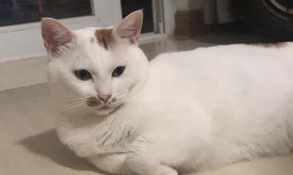 如何用手势和猫咪交流（提高与宠物的默契）
