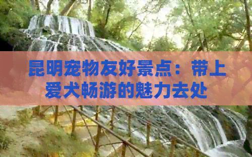 昆明宠物友好景点：带上爱犬畅游的魅力去处