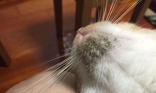 猫咪耳螨与猫癣的关系探究（揭秘猫咪耳螨如何引发猫癣的机理）