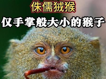 侏儒狨猴,仅手掌般大小的猴子 #侏儒狨猴 #动物世界 #神奇动物在抖音 #自然科普 #野生动物零距离