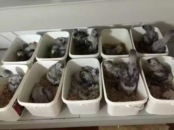 石家庄市灰鹦鹉怎么养殖。亚马逊鹦鹉的羽毛大部分为绿色,眼睛虹膜桔色。黄色分布在头冠、眼喙之间和大腿处,眼睛周围偶尔也可见。头顶的黄色也叫做“帽”。在翅膀的转折处有少许红色点缀,羽毛边缘呈黄绿色。 #金头凯克鹦鹉 #灰鹦鹉 #黑头凯克鹦鹉