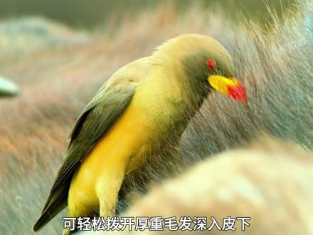 牛椋鸟雀食牛鼻!只要你不怕脏,总会有混口饭吃地方。#神奇动物在抖音