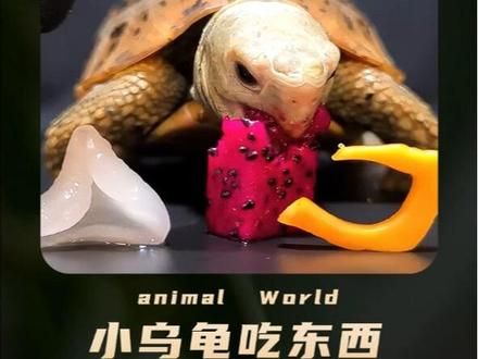 乌龟最爱吃什么?一个视频带你解压式欣赏乌龟进食,看完真舒服 #神奇动物在抖音 #万物皆有灵性 #小萌宠 #解压