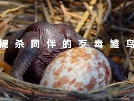 聪明的卷尾燕,辛苦养育长大的,竟然是别人的孩子! #动物世界 #野生动物零距离 #动物世界看人生百态 #野生动物 #纪录片