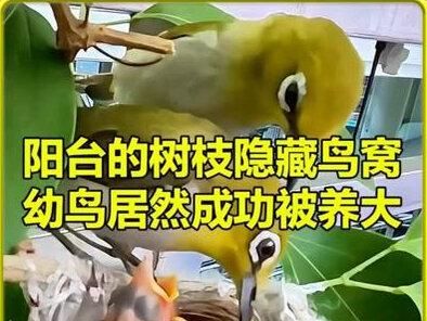 隐藏在阳台树枝的鸟窝,幼鸟居然成功被养大,整个过程太神奇了 #神奇动物在抖音 #鸟类 #野生动物零距离