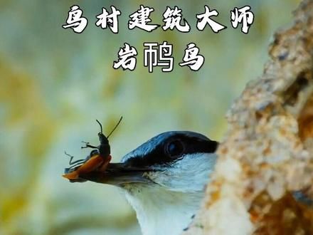把猎物当建筑材料,不愧是建筑大师#动物解说 #岩䴓鸟 #抖音精选