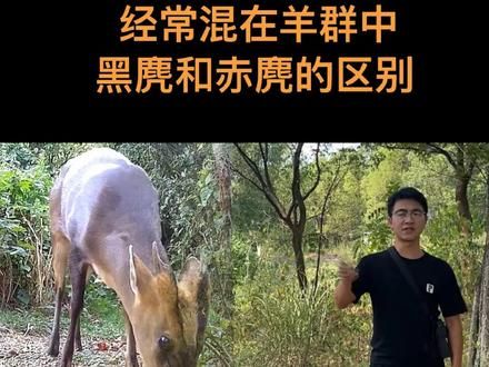 黑麂和赤麂的区别,爱在悬崖上舔舐盐分,喜欢和羊群一起#农村生活 #麂子 #黑麂 #黄麂 #麂子叫声