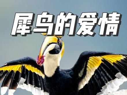 钟情鸟,犀鸟!为何把老婆孩子关在洞里 #犀鸟 #爱情鸟 #神奇动物在抖音 #野生动物零距离 #动物科普