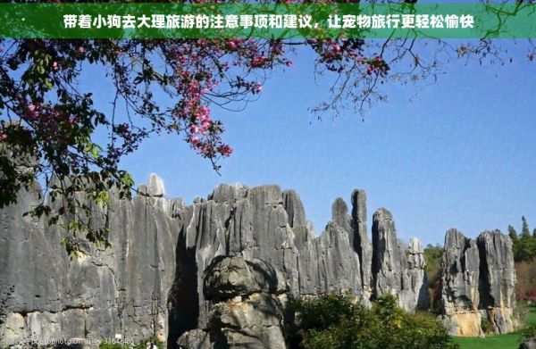 带着小狗去大理旅游的注意事项和建议，让宠物旅行更轻松愉快